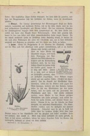 [Raupen, Schmetterlinge und Motten]
