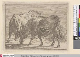 [Zwei kämpfende Ochsen; Two Oxen Fighting]