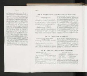 Abb. 144 Corpus luteum menstruationis