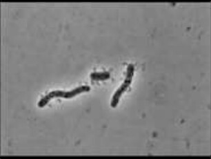 Lysis of Bacteria by the Parasite Bdellovibrio bacteriovorus