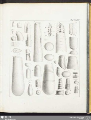 Tab. XLVIII