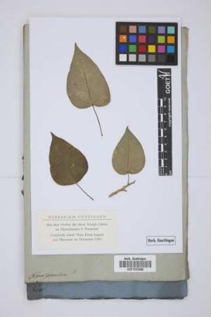 Ficus populnea W.