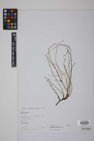 Equisetum bogotense Kunth