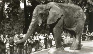Dresden. Zoologischer Garten. Afrikanischer Elefant (Loxodonta africana)