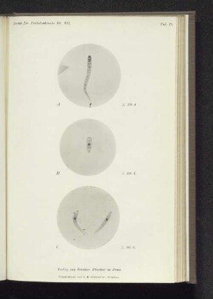 Taf. 13