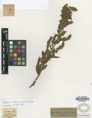Veratrum album L. var. flavum Griseb.[lectotype]