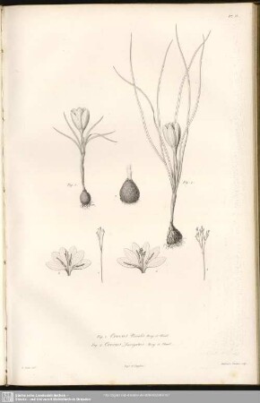 Fig. 1. Crocus Nivalis. Bory et Chaub. Fig. 2. Crocus Laevigatus. Bory et Chaub