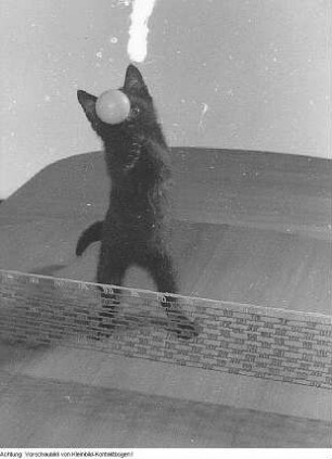 Heinrich Dathe mit Blindenhund, Laubfrosch unter Sonnenhut, junger Turmfalke, 1956