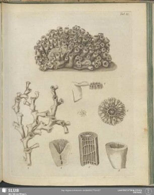 Tab. 32