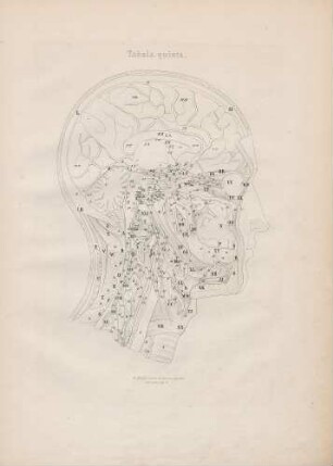 Decursus nervorum cerebri, cervicis, carotidis intemae et arteriae vertebralis tum intra tum extra cranium et canalem medullarem extrinsecus expositorum (Lineartafel)