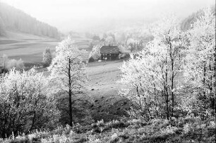 Mühlingen: Tal im Raureif
