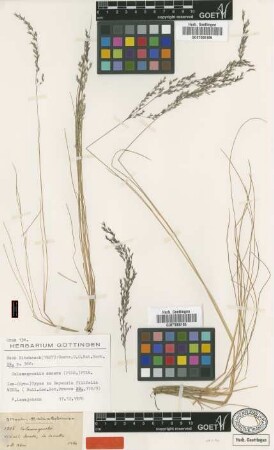 Deyeuxia filifolia Wedd. [Isosyntype]