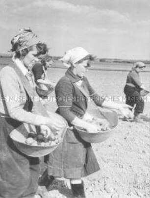 Frauen der LPG Bandelow (Kr. Strasburg) beim Ausbringen von Pflanzkartoffeln