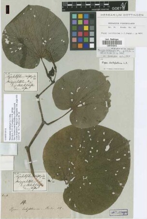 Macropiper latifolium (L.f.) Miq.