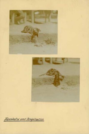 Junge Hauskatze : Junge Hauskatze (Felis silvestris catus Linnaeus) und Schlange