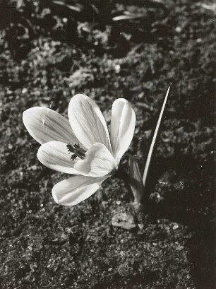 Frühlings-Krokus (Crocus vernus), auch Frühlings-Safran