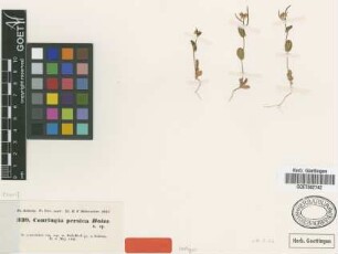 Conringia persica Boiss. [isotype]