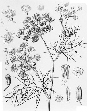 Fenchel (Foeniculum vulgare), farbig : Geographie | Wirtschaftsgeographie | Reizmittel, aetherische Öle und Duftstoffe liefernde Pflanzen | Tabak, Arzneipflanzen und Ölpflanzen