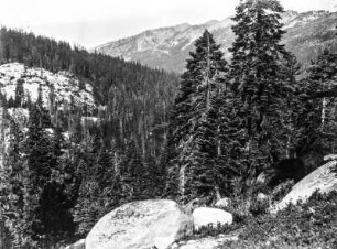 Eldorado Nationalpark : Bergwald im Eldorado Nationalpark