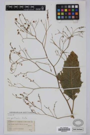 Crambe viaereana Webb