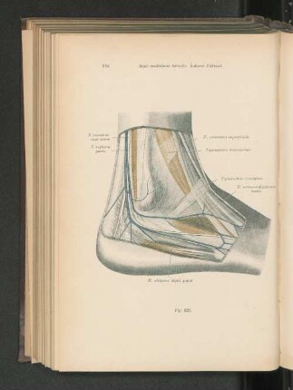 Fig. 620. Regio malleolaris lateralis.