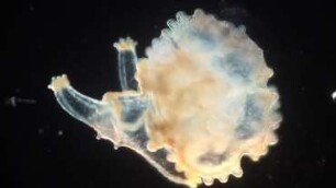 Asteria rubens late metamorphosis Helgoland 2018