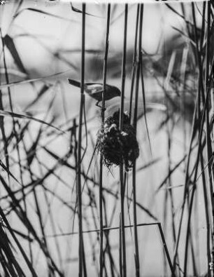 Teichrohrsänger und Kuckuck : Junger Kuckuck (Cuculus canorus) im Nest eines Teichrohrsängers (Acrocephalus scirpaceus).