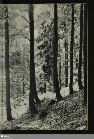 Mischwald am Berghang