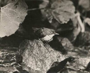 Wasseramsel (Cinclus cinclus L. ). Flugfähiger Jungvogel