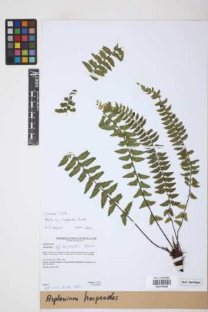 Asplenium harpeodes Kunze