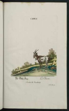 Capra. Die Beiß, Ziege. La Chevre. Familia II. Zweyhufig