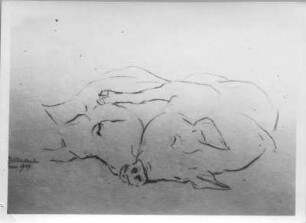 Zwei liegende Schweine : Zwei liegende Schweine (Naturstudie). Kohlezeichnung (1939; E. Richter). Dresden-Südvorstadt, Eisenstuckstraße, Atelier der Künstlerin