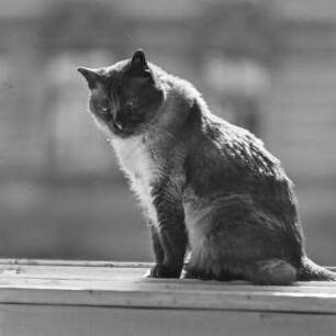 Katze auf der Fensterbank