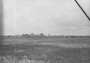 Schweine und Hundsaffen in der Savanne am Matandu Fluss : Blick in eine Savannenlandschaft