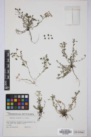 Medicago laciniata (L.)Mill.