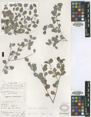 Myginda integrifolia Poir. fo. Griseb. glaucifolia[original material]