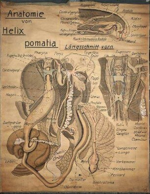 Anatomie von Helix pomatia
