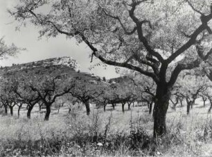 Mandelheim in der Landschaft der Alpilles, Provence