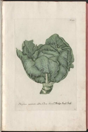 Phytanthoza-Iconographia, Sive Conspectus Aliquot millium, tam Indigenarum quam Exoticarum, ex quatuor mundi partibus, longâ annorum serie indefessoque studio, à Joanne Guilielmo Weinmanno, Dicasterii Ratisbonensis Assessore & Pharmacopola Seniore collectarum Plantarum, Arborum, Fruticum, Florum, Fructuum, Fungorum &c., 2. B - F