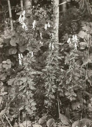 Oberes Osterzgebirge. Blauer Eisenhut (Aconitum napellus). Blühender Bestand