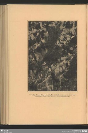 Dreizehn Möven, Rissa tridactyla, Linn., Eisalken, Alca torda, Linn., und Trottellumme, Uria troille, Linn., in Gemeinschaft brütend