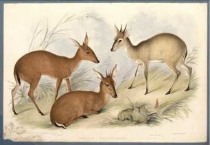 Duyker Bock [bis] Coquetoon
