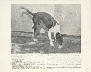 Papua-Hund aus Deutsch-Neu-Guinea