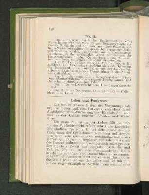 Leber und Pankreas.