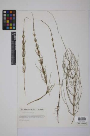 Equisetum palustre L.