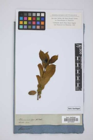Rhamnus pyrifolia