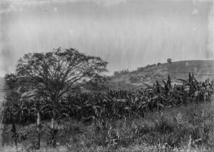 Landschaft : Landschaft in Ruanda