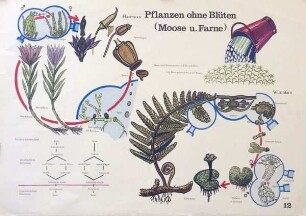 Pflanzen ohne Blüten