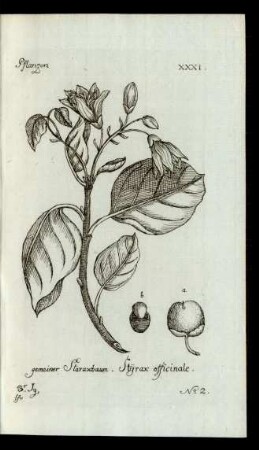 No 2. gemeiner Storaxbaum. Styrax officinale.