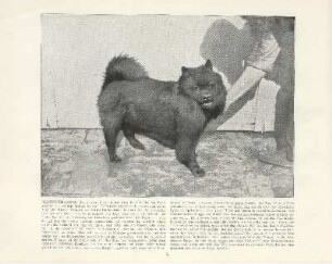 Chinesischer Spitz